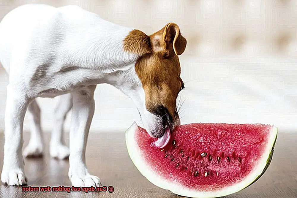 Can dogs eat golden dew melon-3