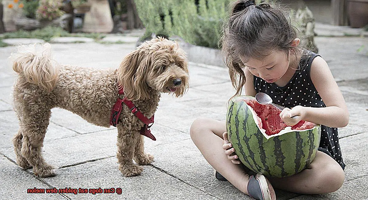 Can dogs eat golden dew melon-7