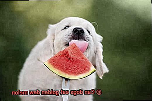 Can dogs eat golden dew melon-6