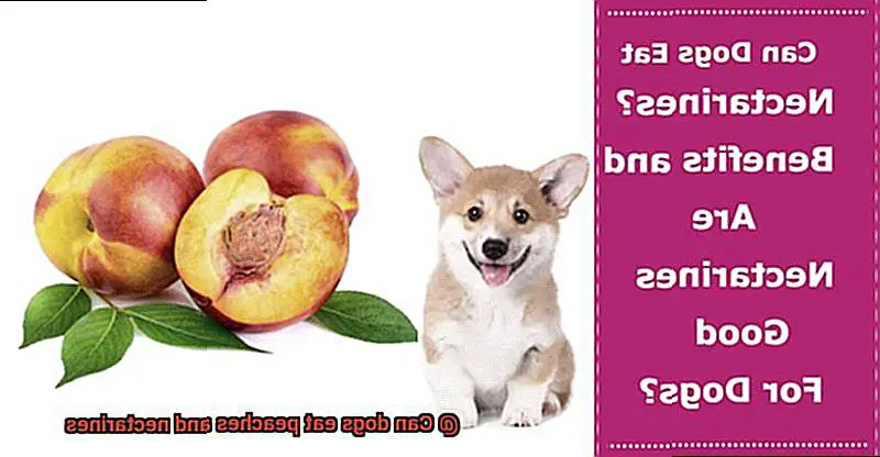 Can dogs eat peaches and nectarines-4