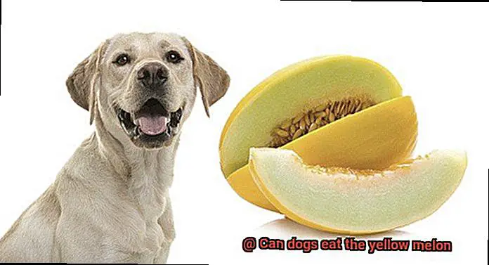 Can dogs eat the yellow melon-6