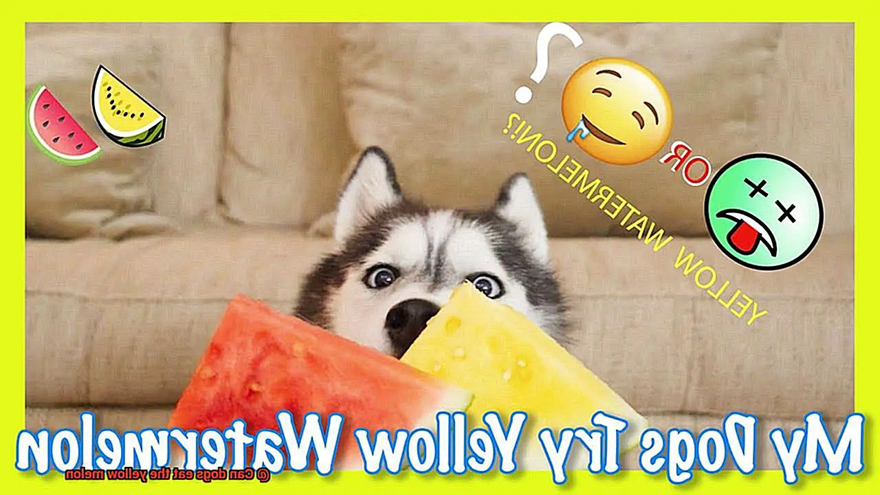 Can dogs eat the yellow melon-5