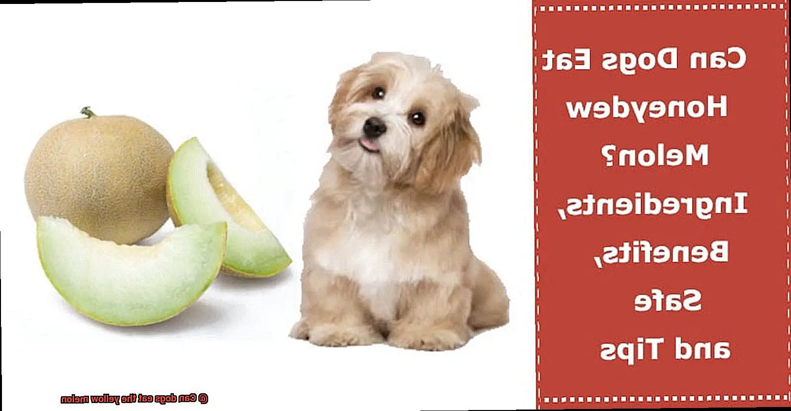 Can dogs eat the yellow melon-2