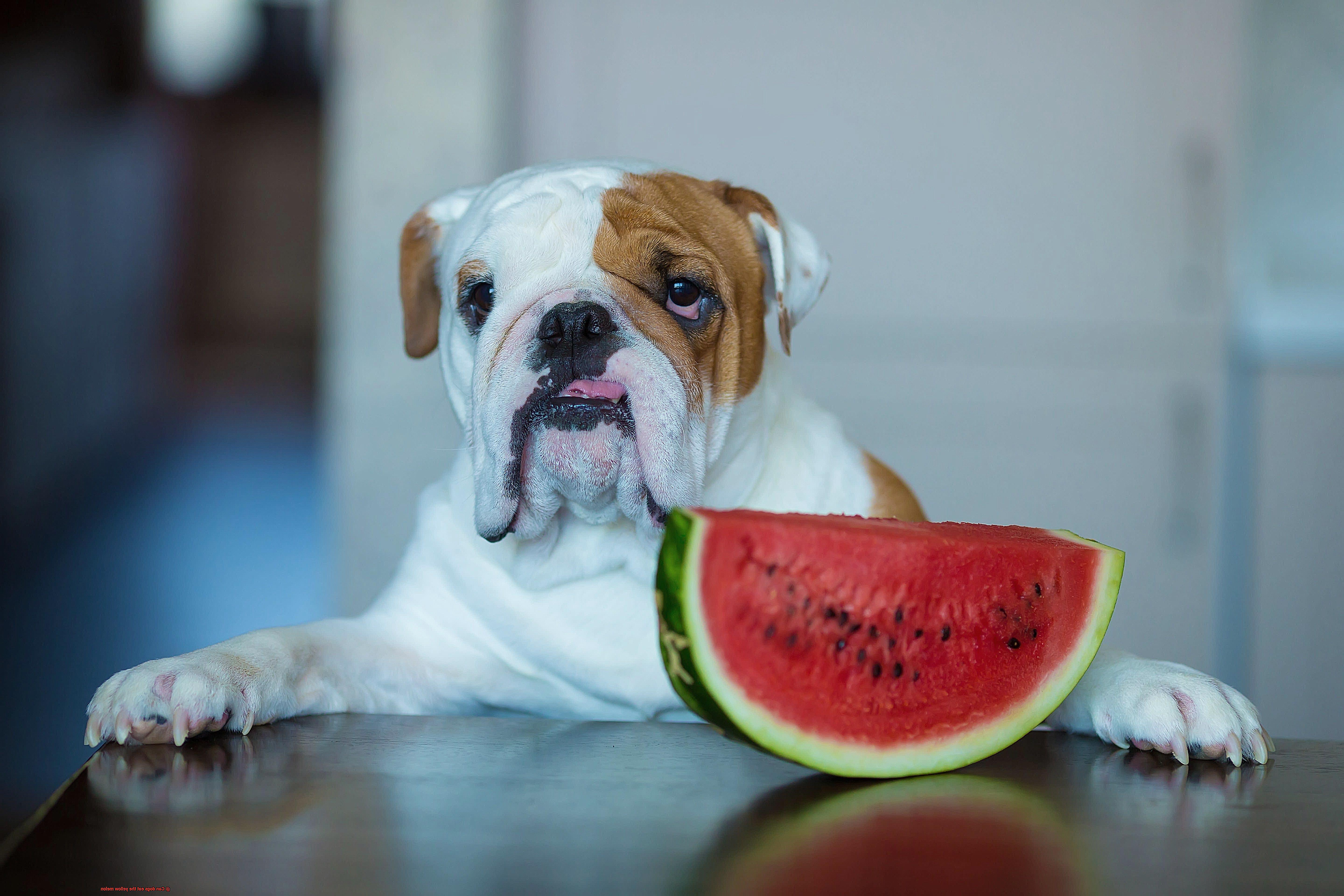 Can dogs eat the yellow melon-3