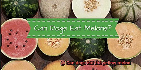 Can dogs eat the yellow melon-4
