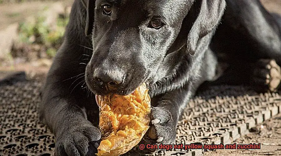 Can dogs eat yellow squash and zucchini-2