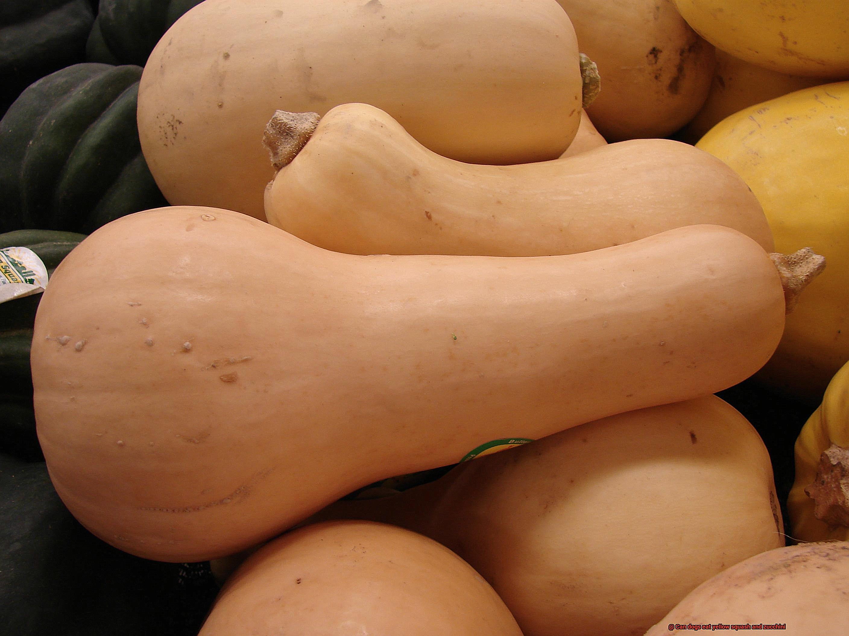 Can dogs eat yellow squash and zucchini-3