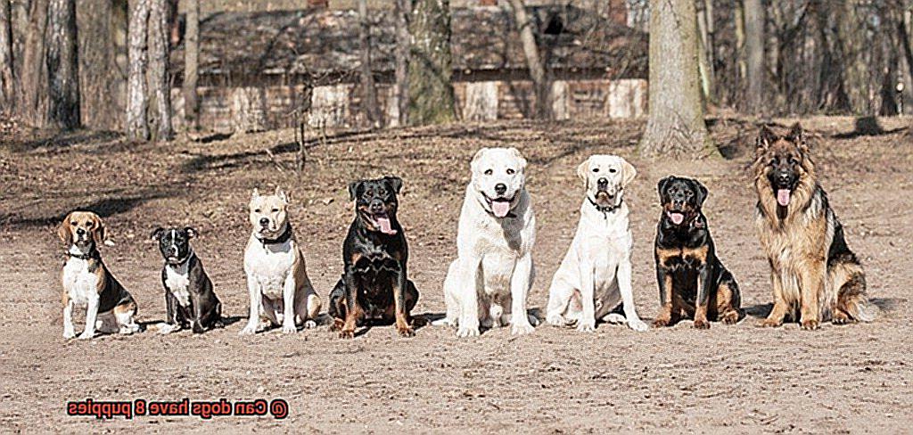 Can dogs have 8 puppies-6