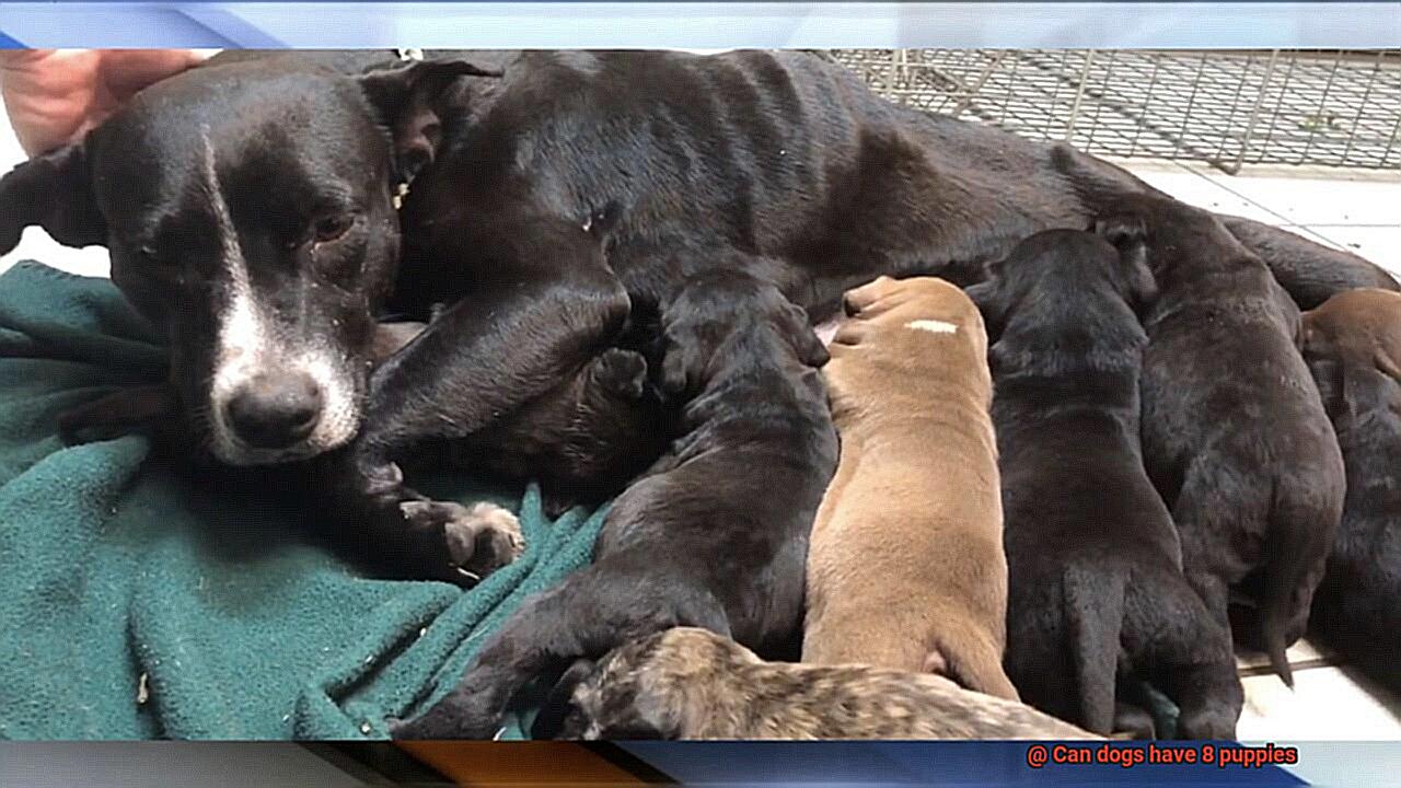 Can dogs have 8 puppies-2