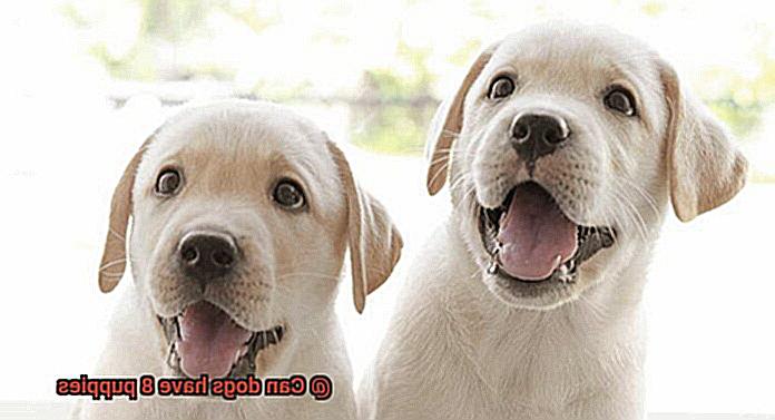 Can dogs have 8 puppies-5
