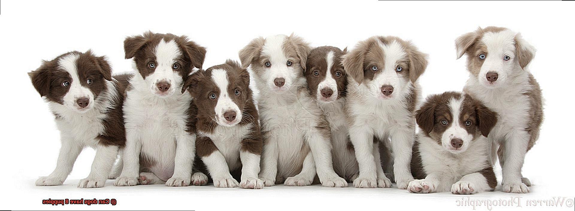 Can dogs have 8 puppies-3