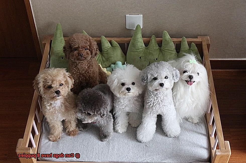Can dogs have 8 puppies-4
