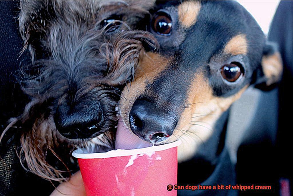 Can dogs have a bit of whipped cream-3