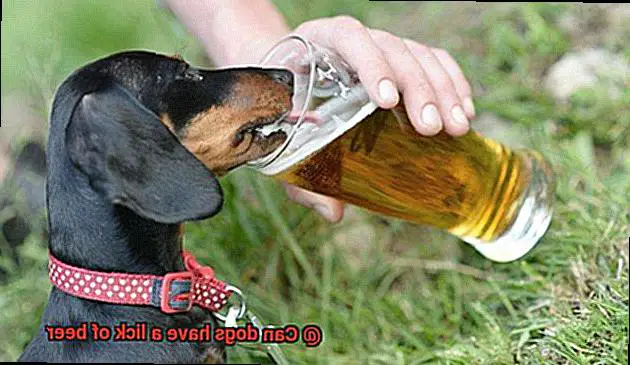 Can dogs have a lick of beer-4