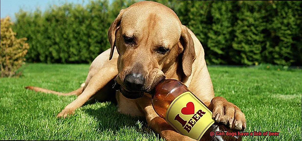 Can dogs have a lick of beer-3