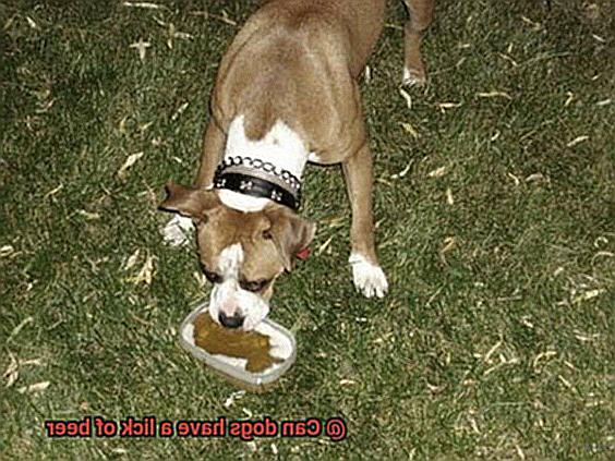 Can dogs have a lick of beer-2