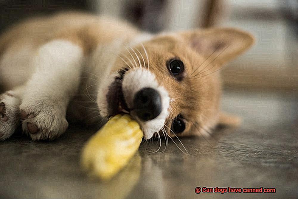 Can dogs have canned corn-2