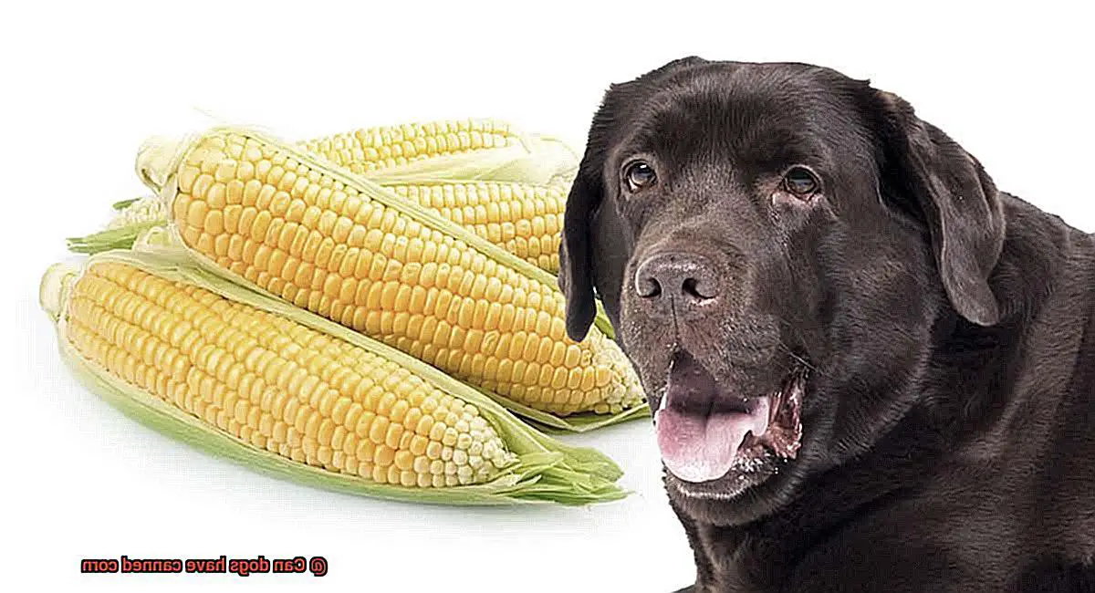 Can dogs have canned corn-3