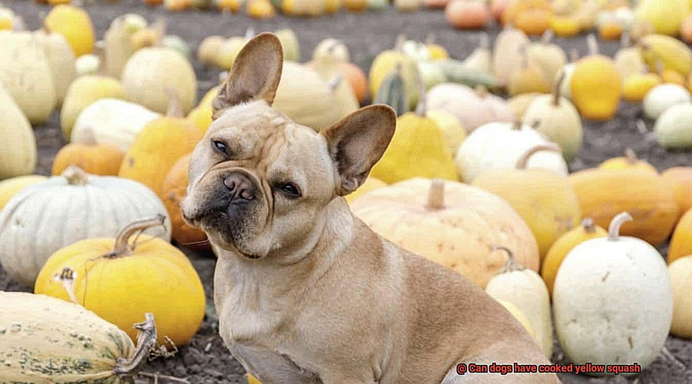 Can dogs have cooked yellow squash-2