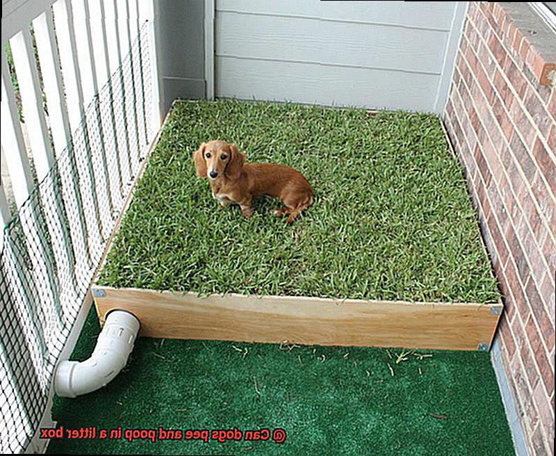 Can dogs pee and poop in a litter box-7