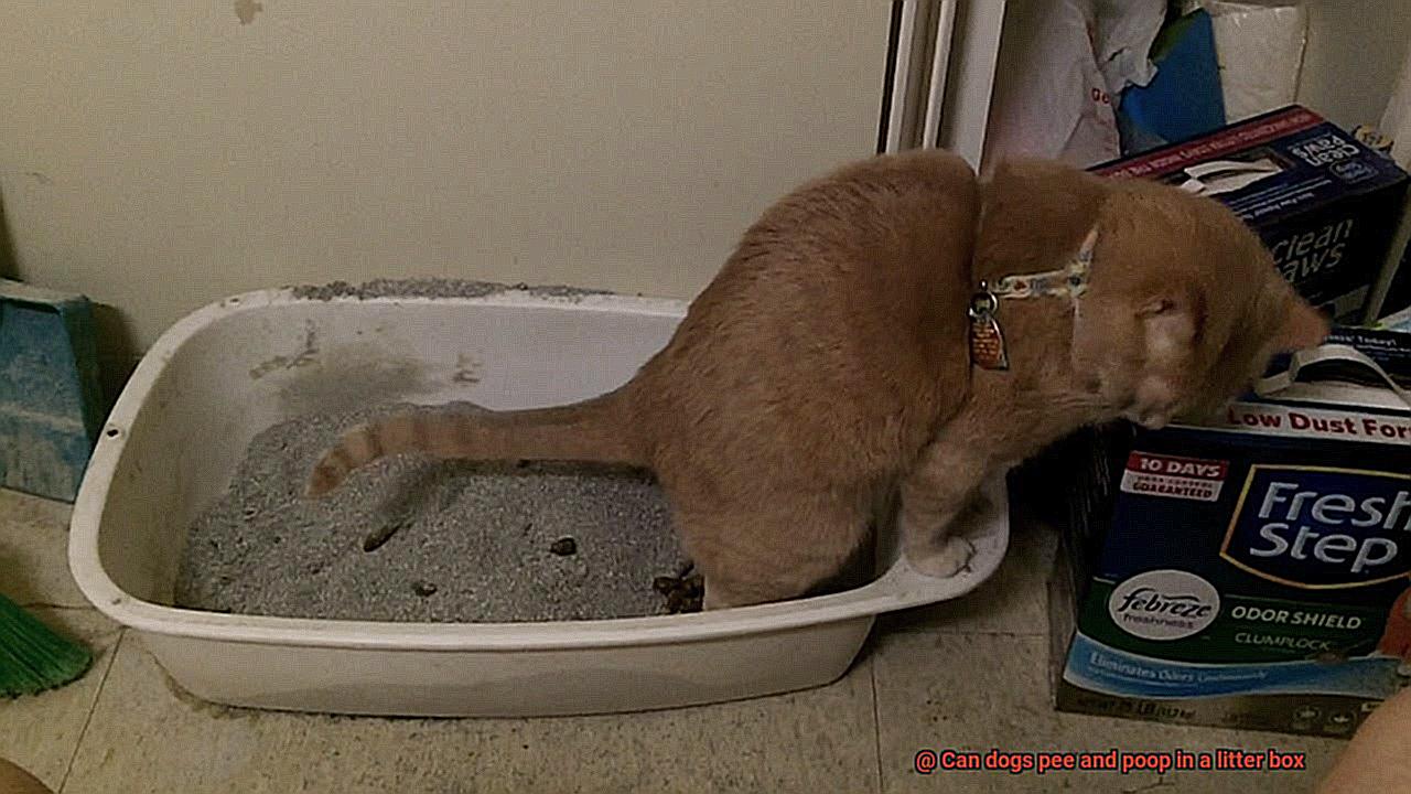 Can dogs pee and poop in a litter box-4