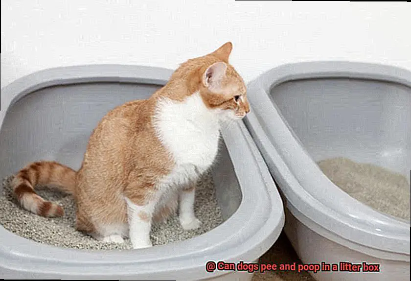Can dogs pee and poop in a litter box-2