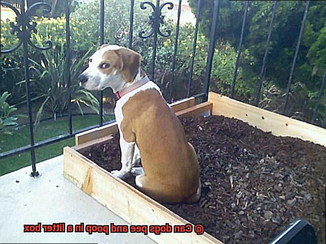 Can dogs pee and poop in a litter box-6