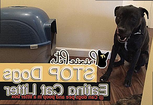 Can dogs pee and poop in a litter box-3