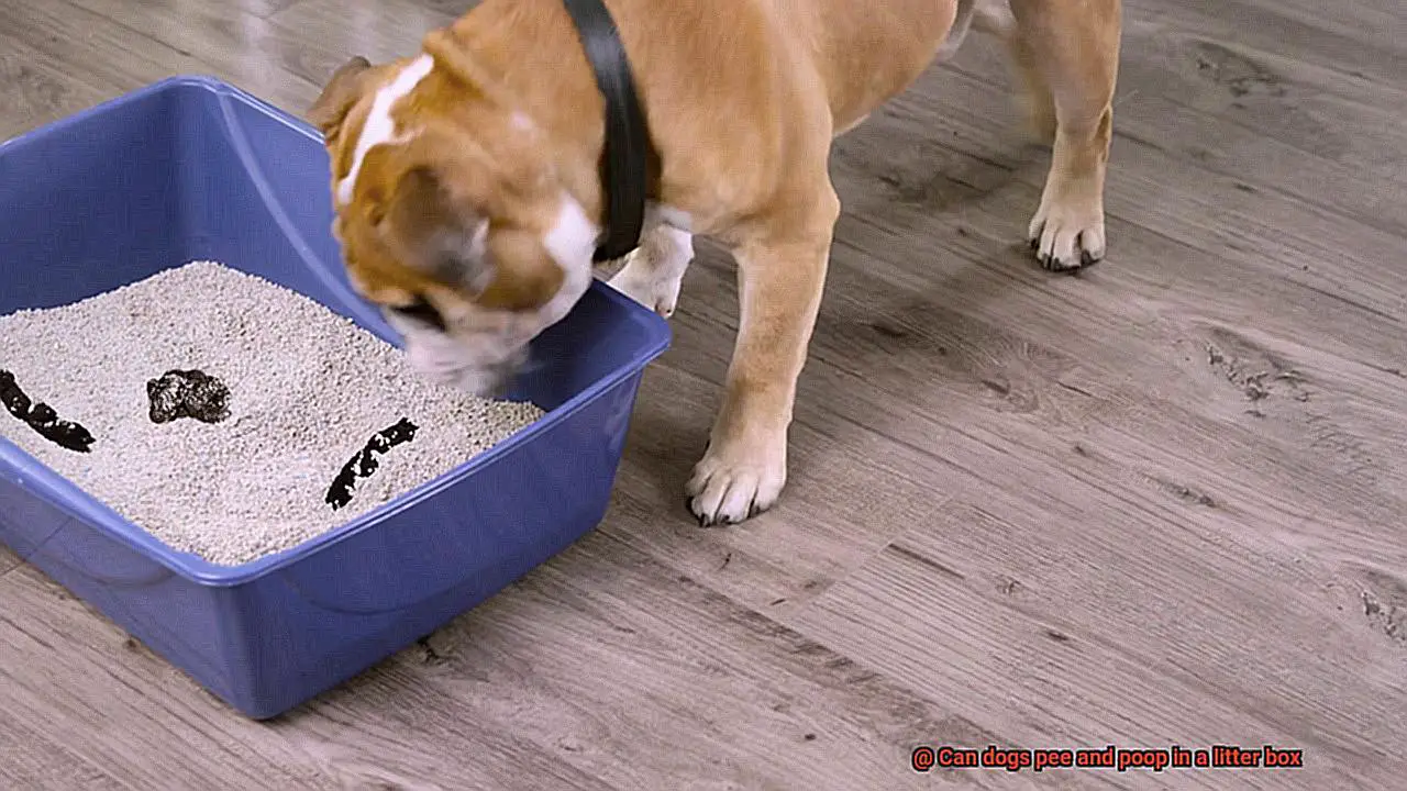 Can dogs pee and poop in a litter box-5