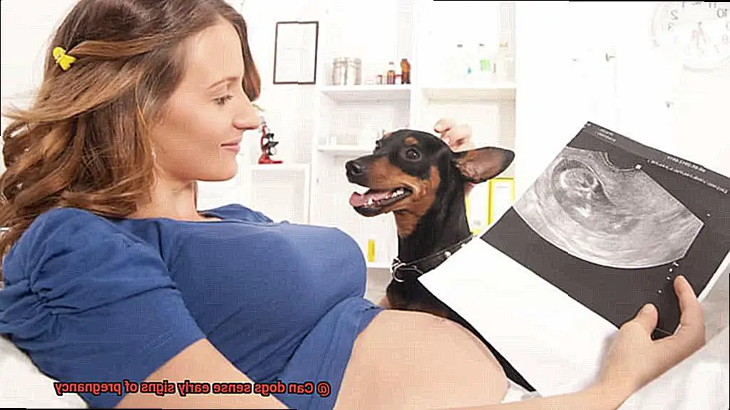 Can dogs sense early signs of pregnancy-2