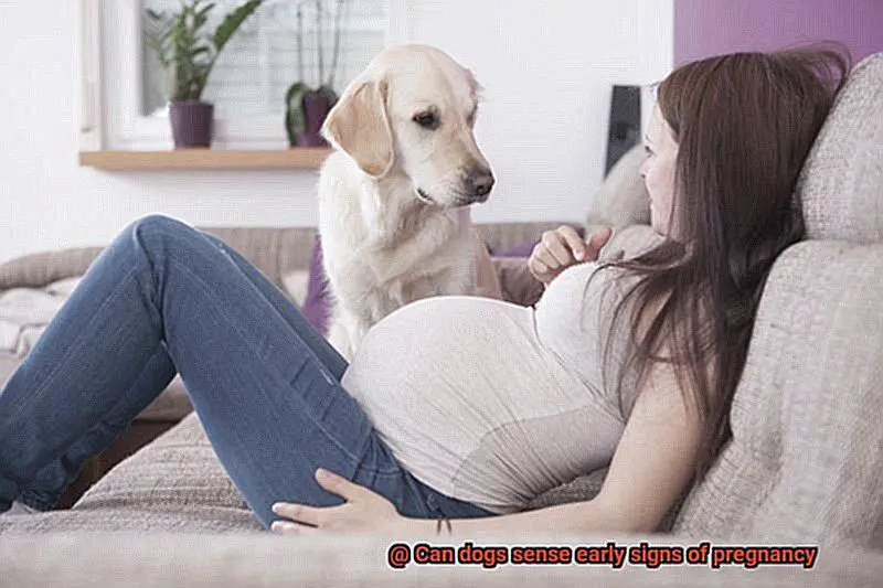 Can dogs sense early signs of pregnancy-4