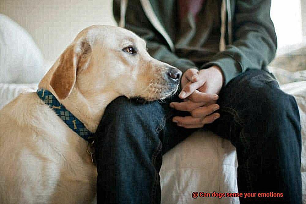 Can dogs sense your emotions-2