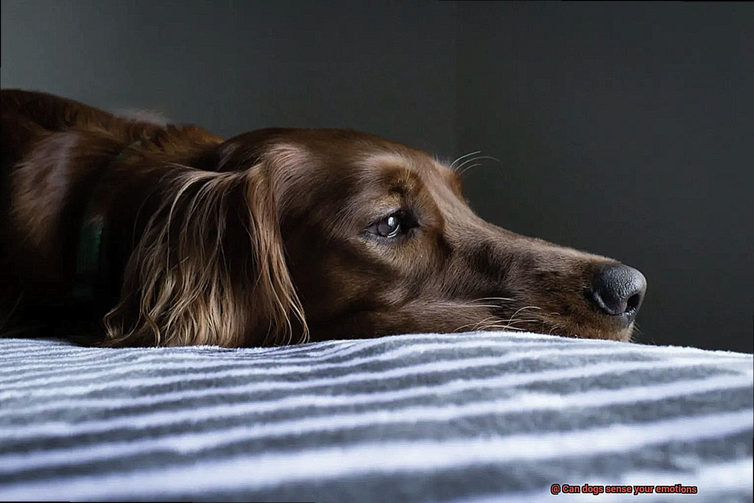 Can dogs sense your emotions-5