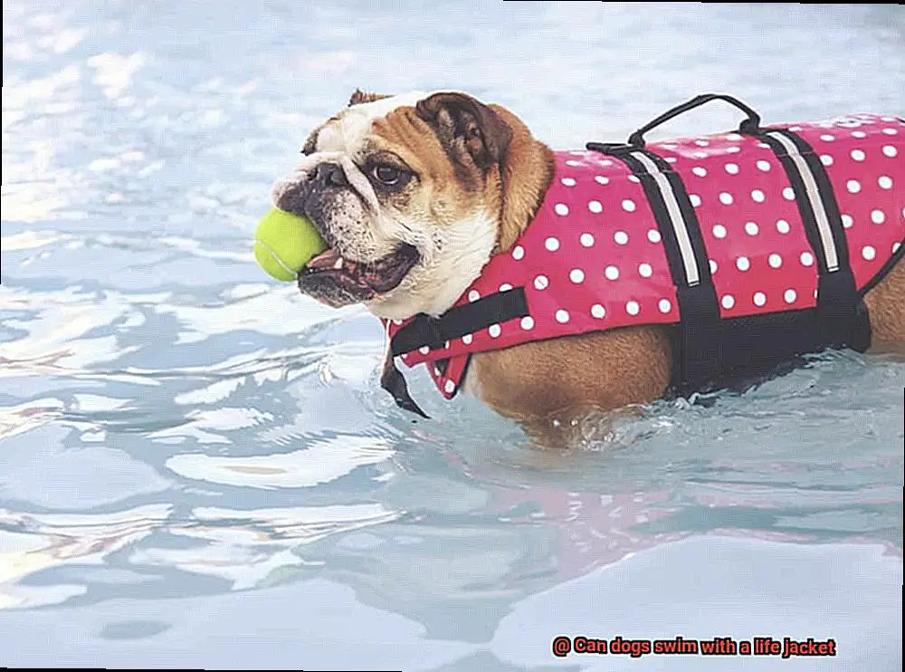 Can dogs swim with a life jacket-3