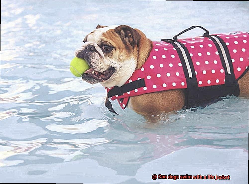 Can dogs swim with a life jacket-3