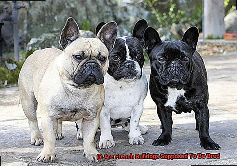 Are French Bulldogs Supposed To Be Bred-2
