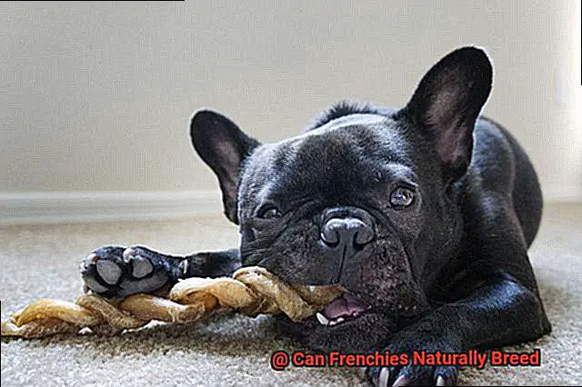 Can Frenchies Naturally Breed-2