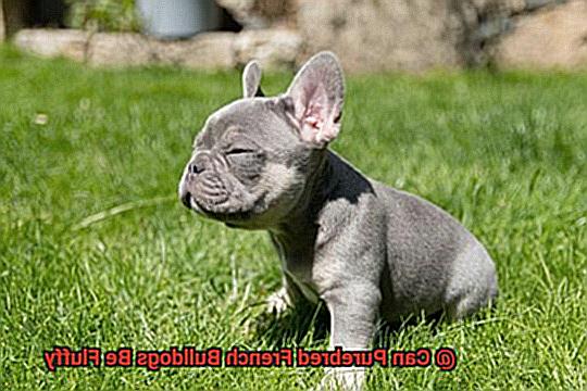 Can Purebred French Bulldogs Be Fluffy-5
