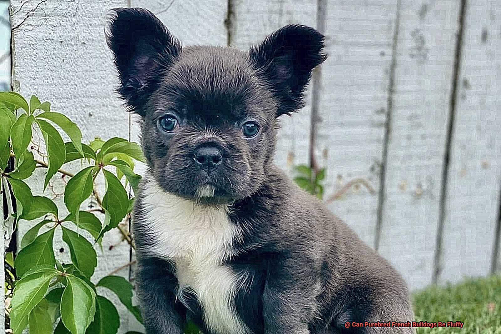 Can Purebred French Bulldogs Be Fluffy-2