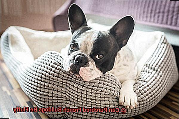 Can Purebred French Bulldogs Be Fluffy-3