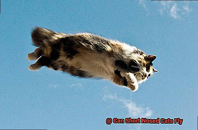 Can Short Nosed Cats Fly-4