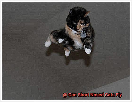 Can Short Nosed Cats Fly-3