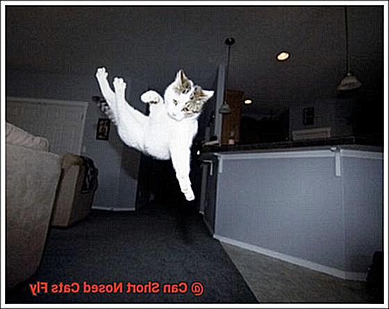 Can Short Nosed Cats Fly-2