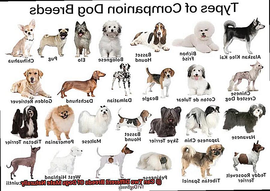 Can Two Different Breeds Of Dogs Mate Naturally-2