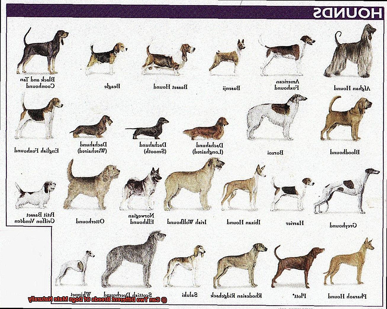 Can Two Different Breeds Of Dogs Mate Naturally-3