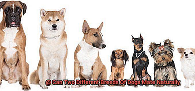 Can Two Different Breeds Of Dogs Mate Naturally-4