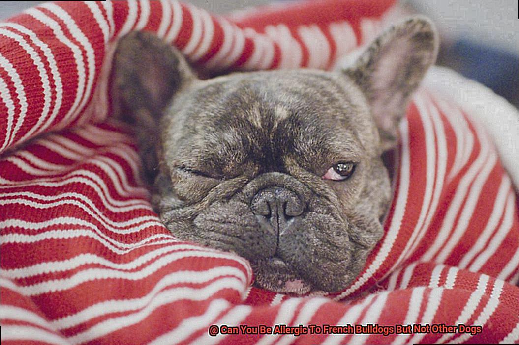 Can You Be Allergic To French Bulldogs But Not Other Dogs-7