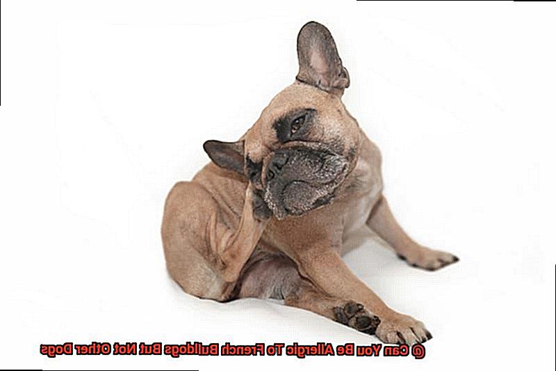 Can You Be Allergic To French Bulldogs But Not Other Dogs-5