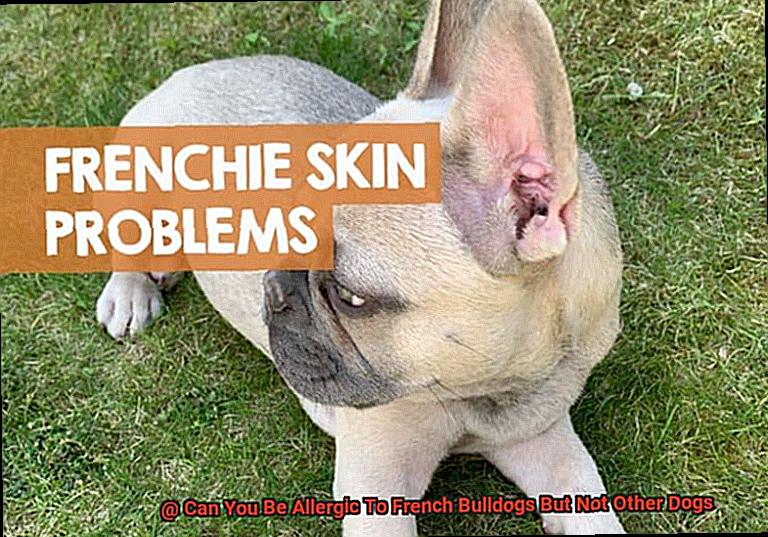 Can You Be Allergic To French Bulldogs But Not Other Dogs-6
