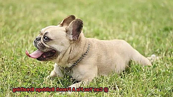 Can You Fix A French Bulldogs Breathing-2